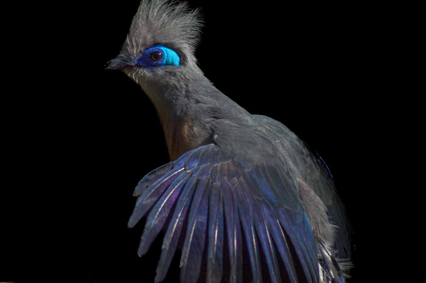 2018-04-18 - Walsrode - Vogelpark