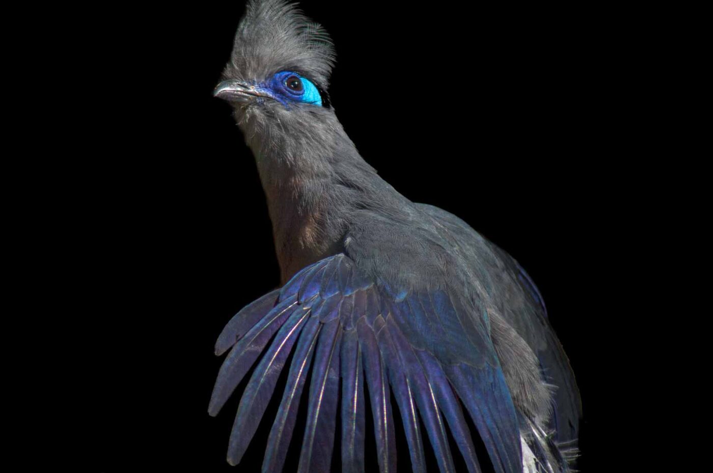 2018-04-18 - Walsrode - Vogelpark