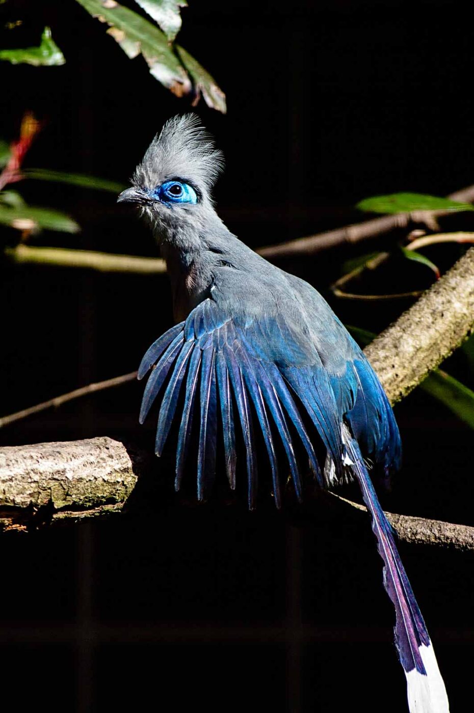 2018-04-18 - Walsrode - Vogelpark