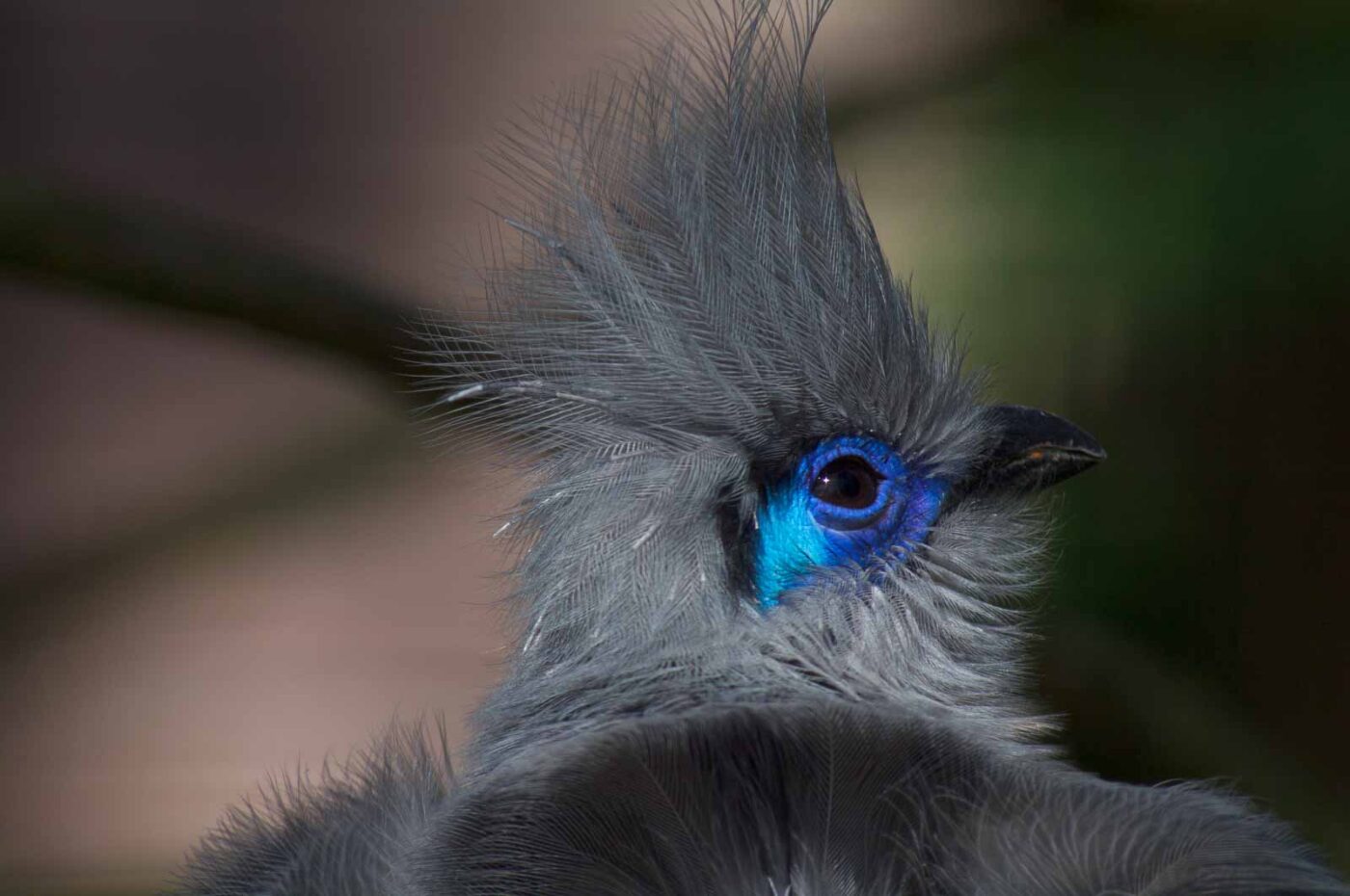 2018-04-18 - Walsrode - Vogelpark