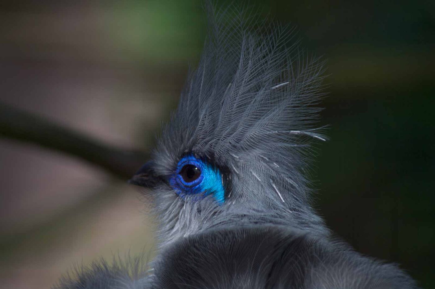 2018-04-18 - Walsrode - Vogelpark