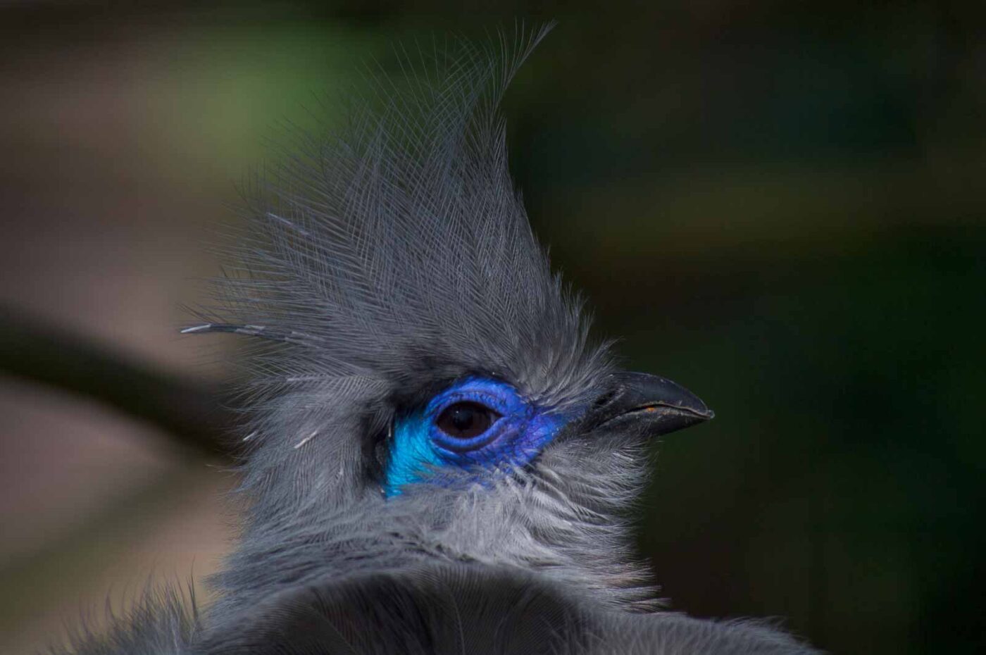 2018-04-18 - Walsrode - Vogelpark