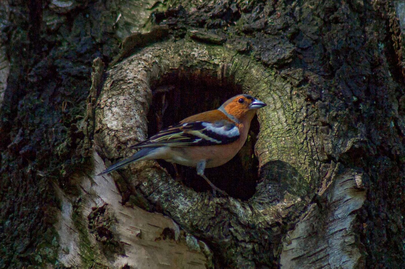 2018-04-18 - Walsrode - Vogelpark