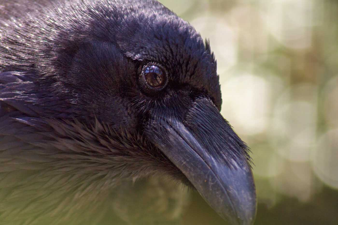 2018-04-18 - Walsrode - Vogelpark