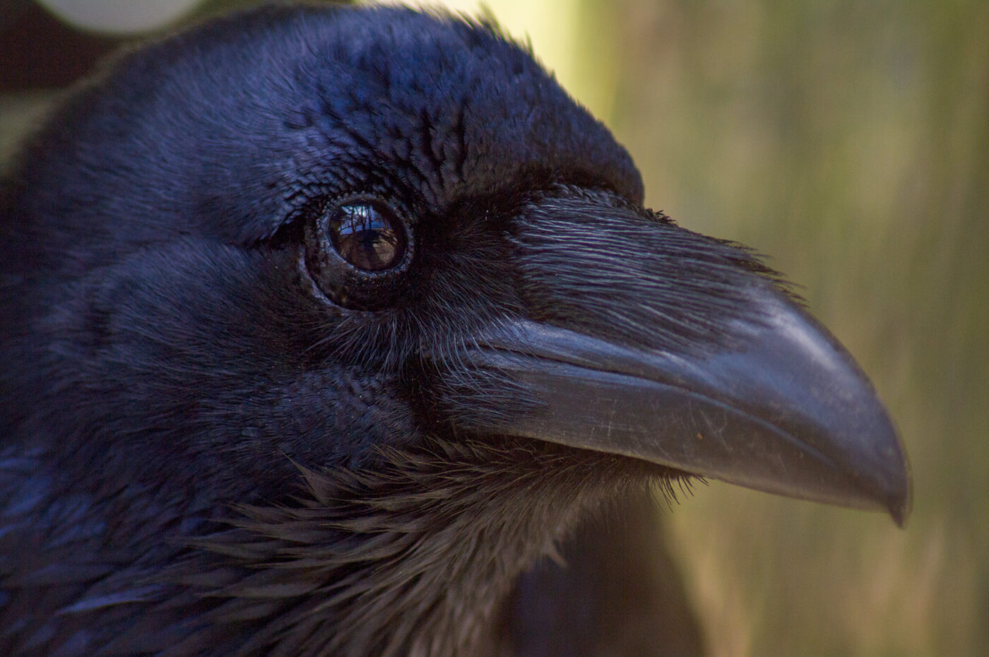 2018-04-18 - Walsrode - Vogelpark