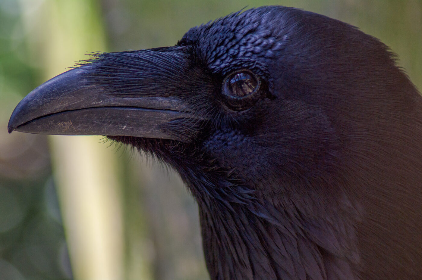 2018-04-18 - Walsrode - Vogelpark