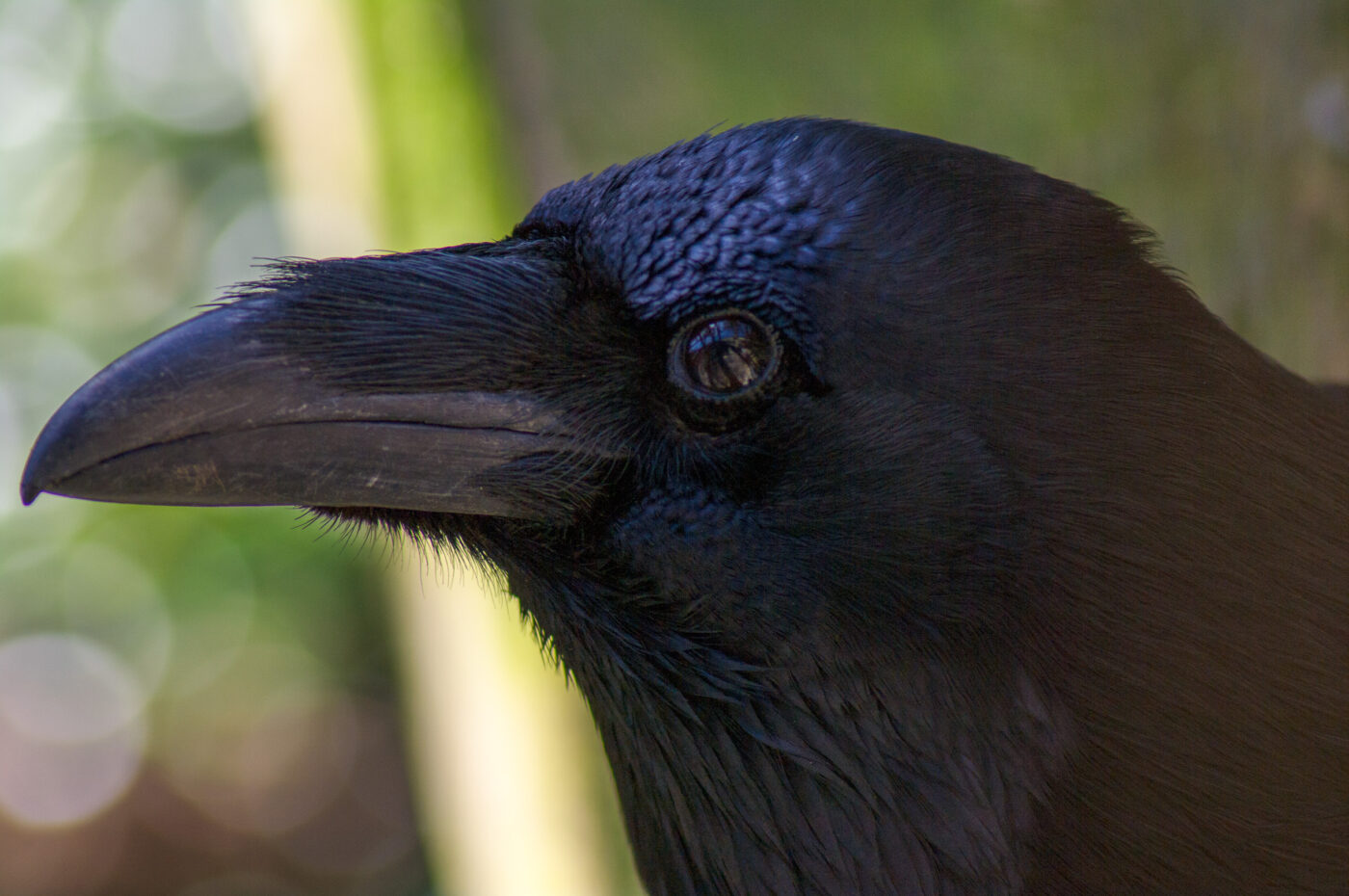 2018-04-18 - Walsrode - Vogelpark