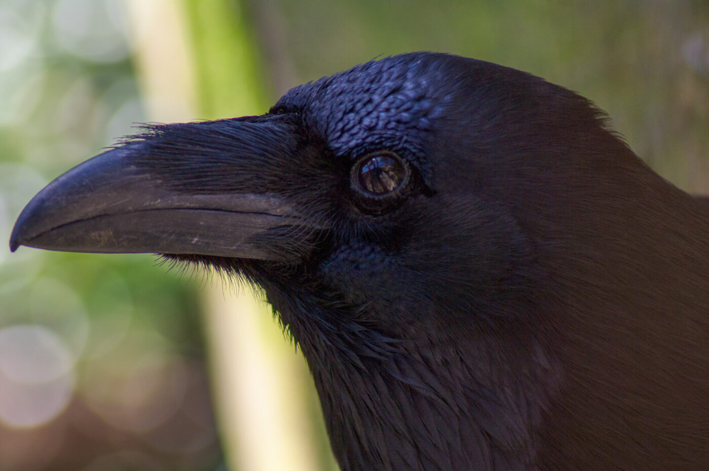 2018-04-18 - Walsrode - Vogelpark