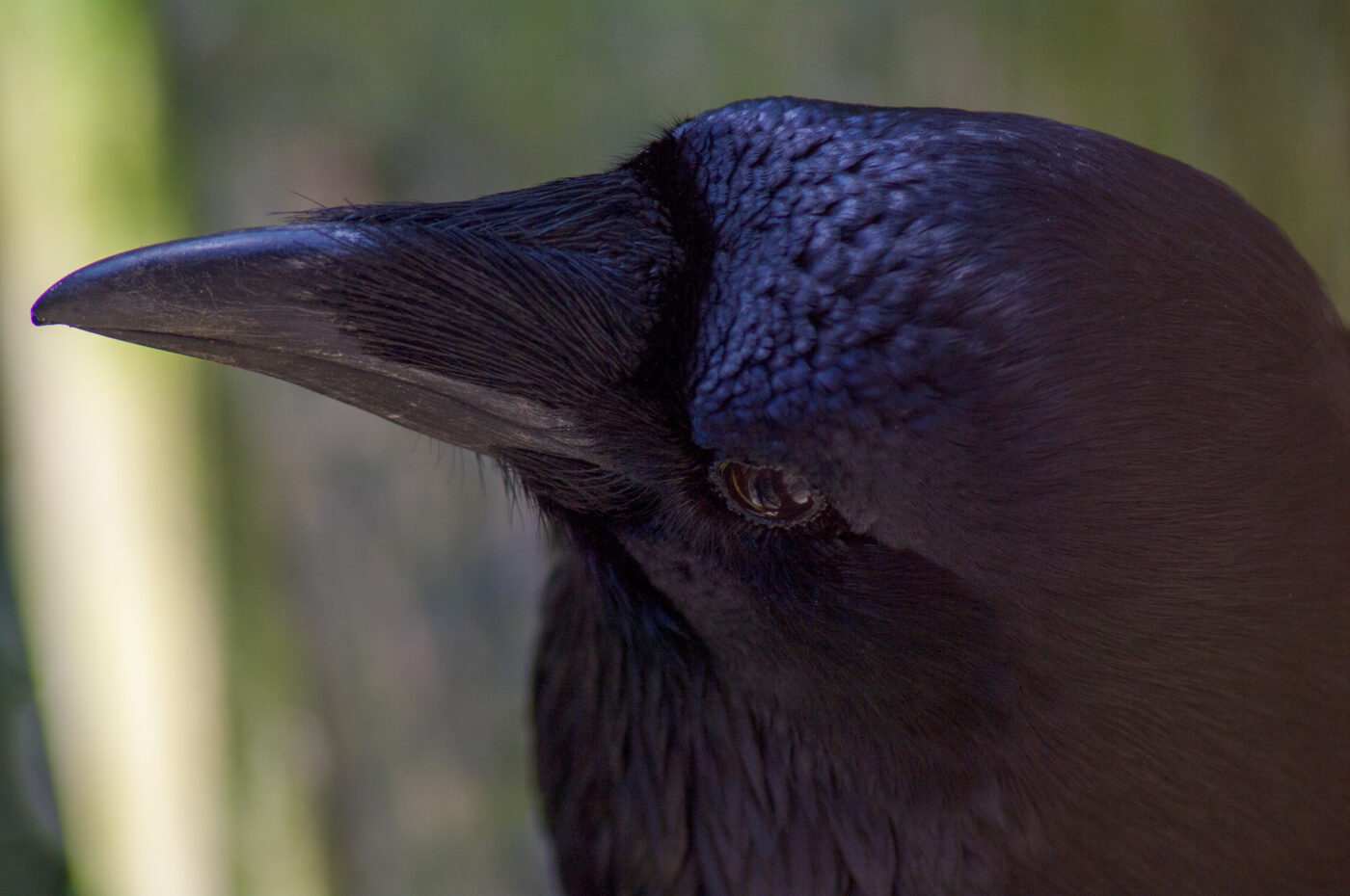 2018-04-18 - Walsrode - Vogelpark