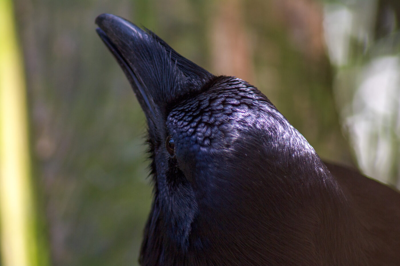 2018-04-18 - Walsrode - Vogelpark