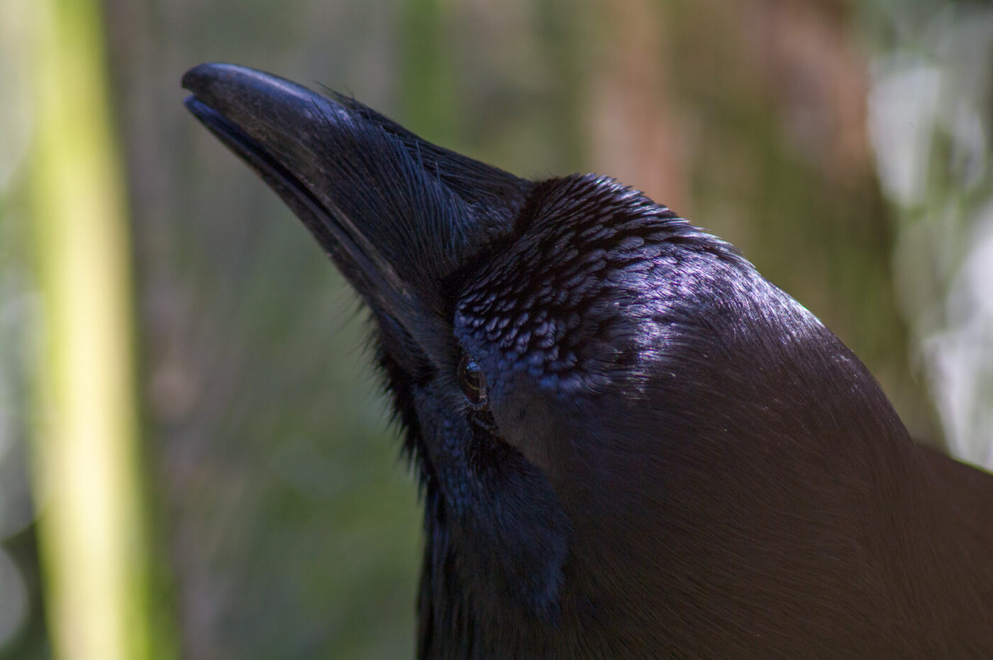 2018-04-18 - Walsrode - Vogelpark