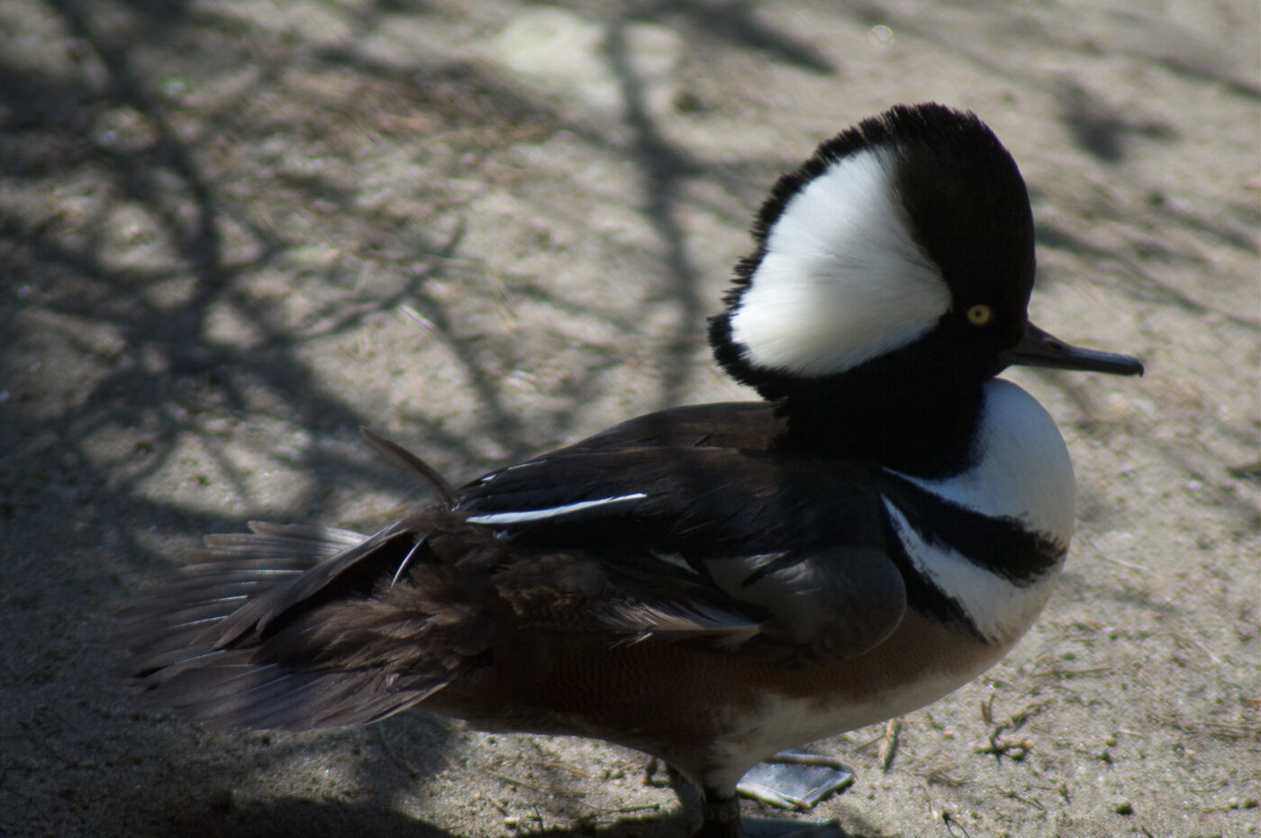 2018-04-18 - Walsrode - Vogelpark