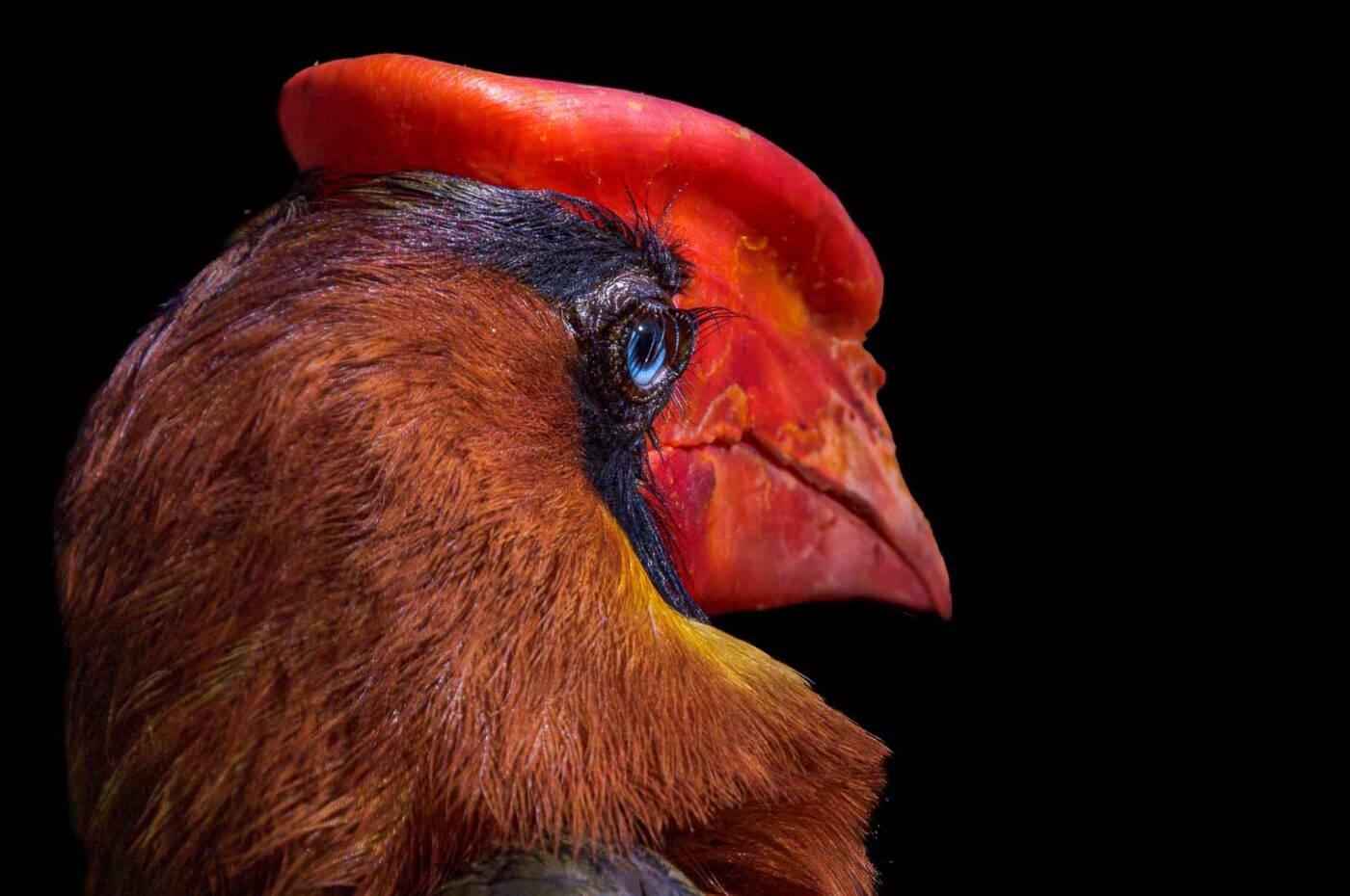 2018-04-18 - Walsrode - Vogelpark