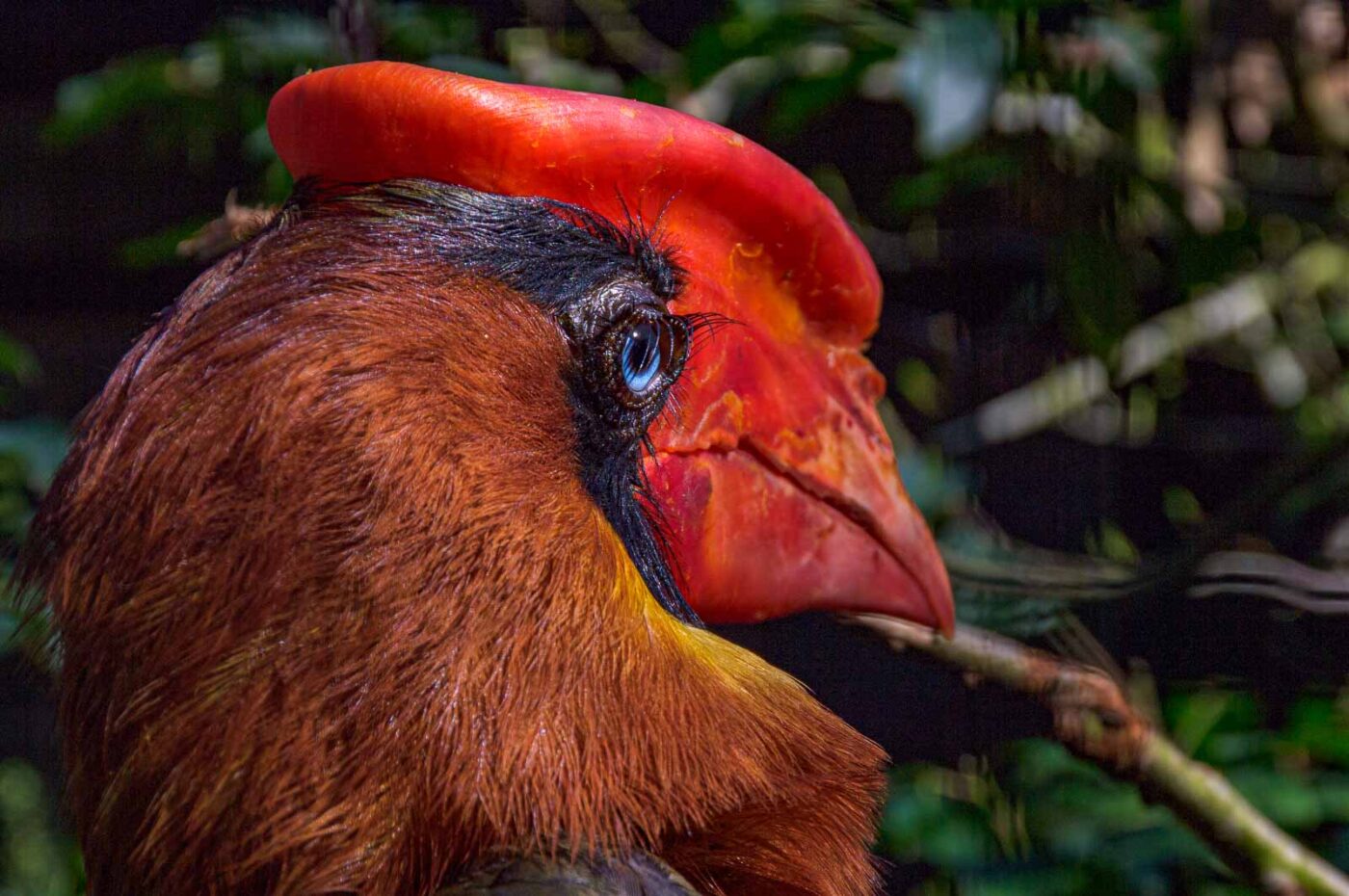 2018-04-18 - Walsrode - Vogelpark