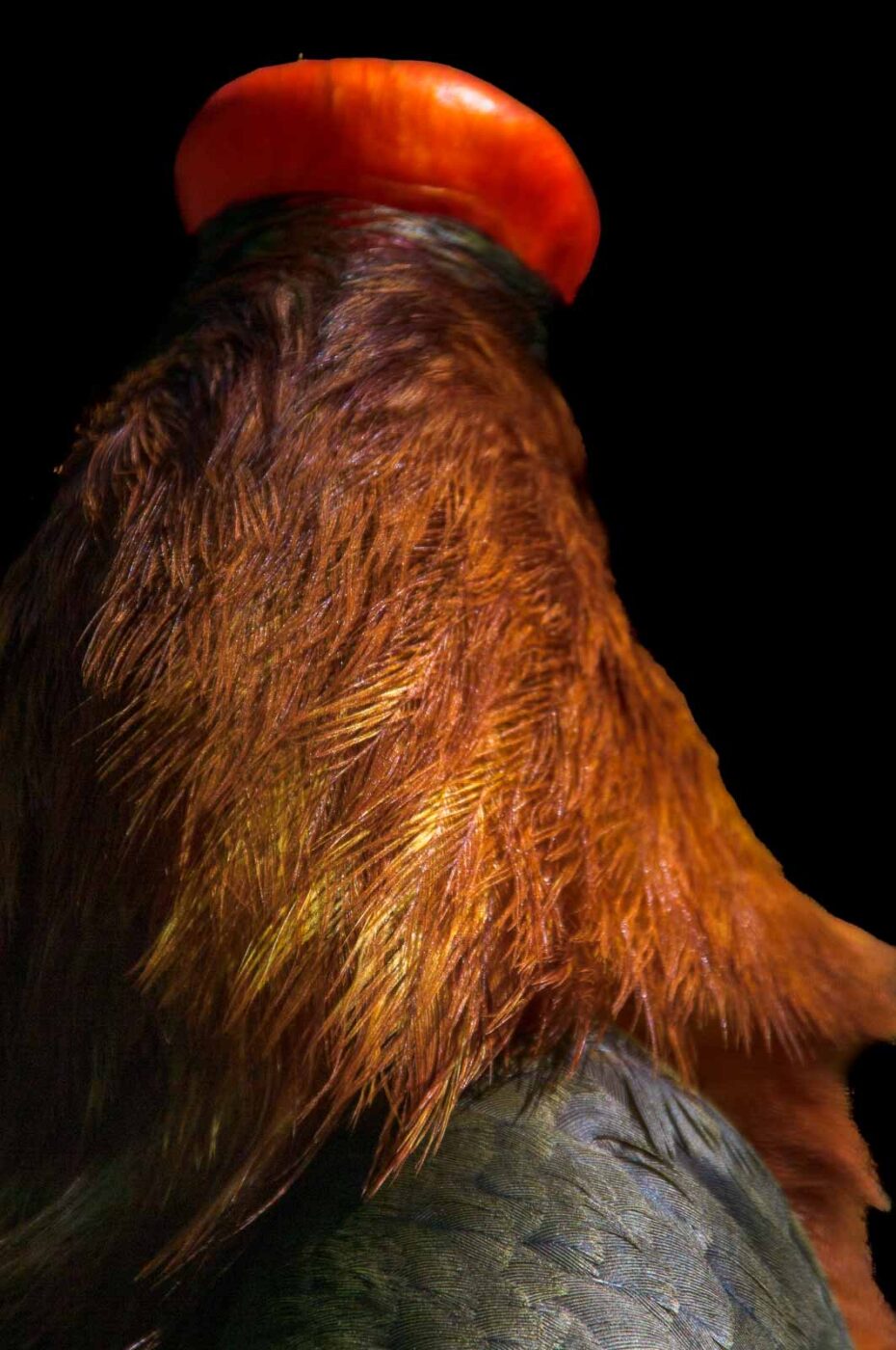 2018-04-18 - Walsrode - Vogelpark