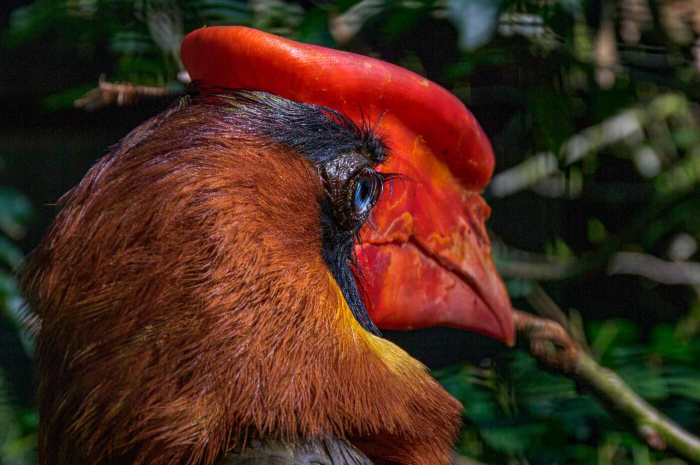 2018-04-18 - Walsrode - Vogelpark