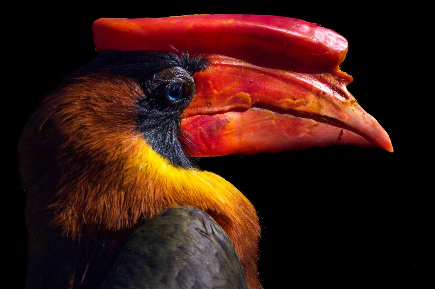 2018-04-18 - Walsrode - Vogelpark