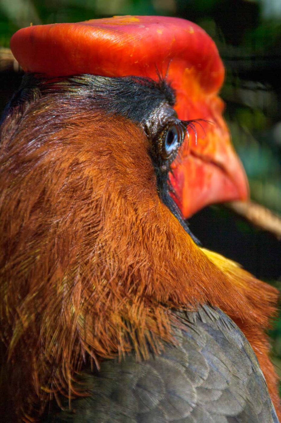 2018-04-18 - Walsrode - Vogelpark