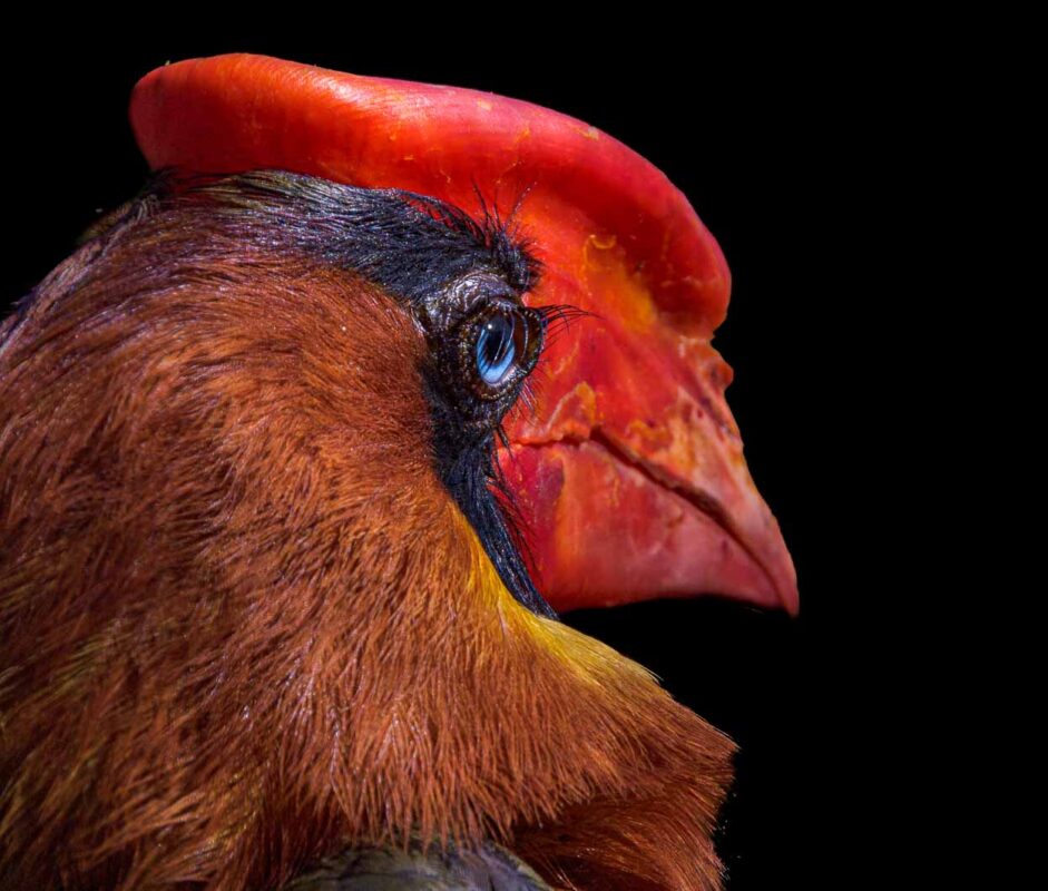 °feuerhornvogel°