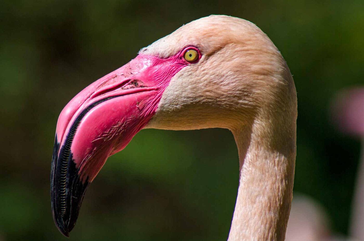 2018-04-18 - Walsrode - Vogelpark