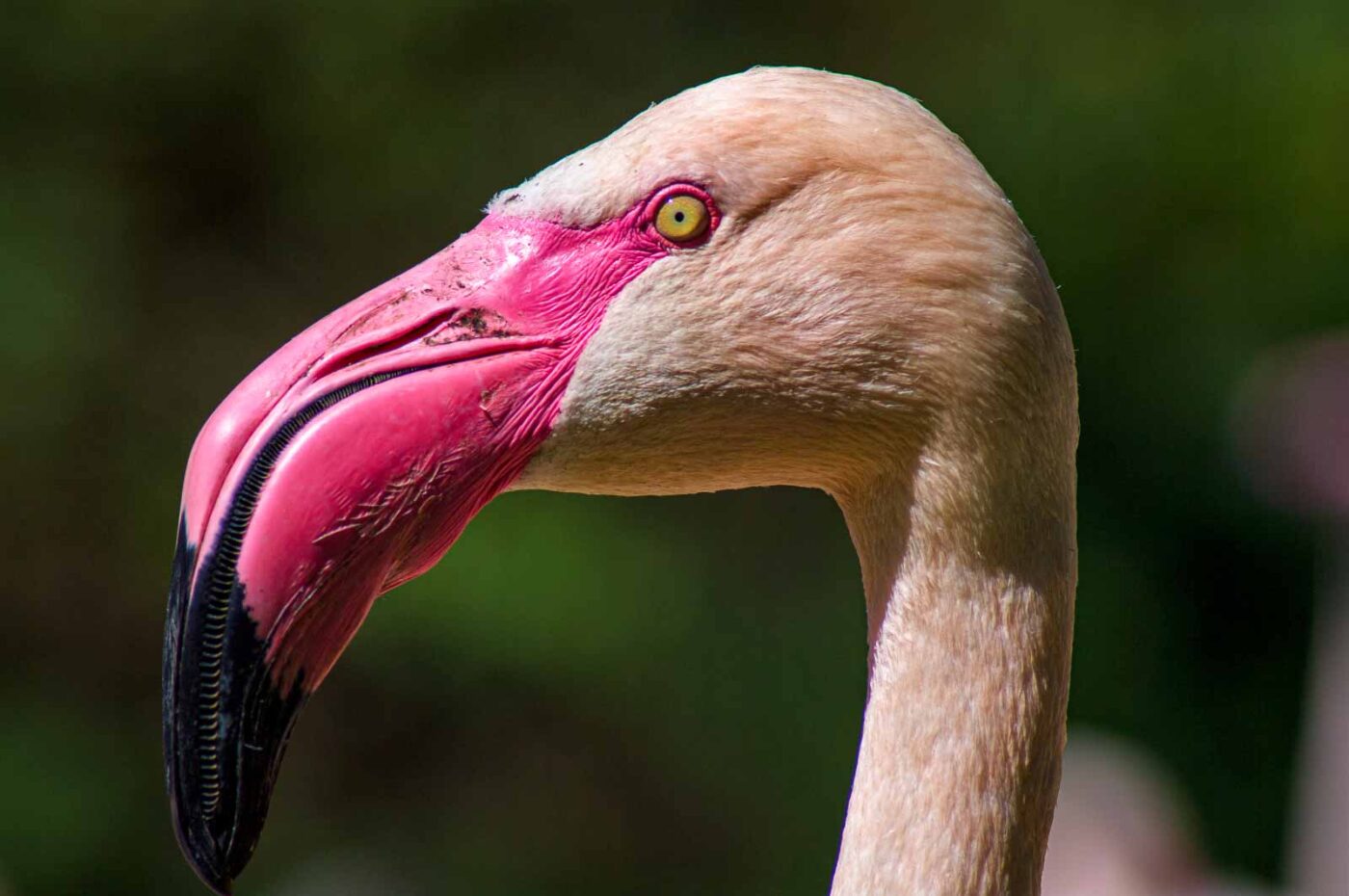 2018-04-18 - Walsrode - Vogelpark