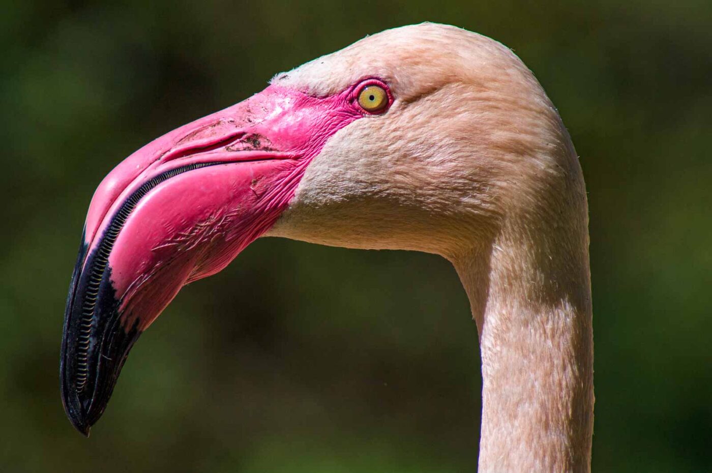 2018-04-18 - Walsrode - Vogelpark