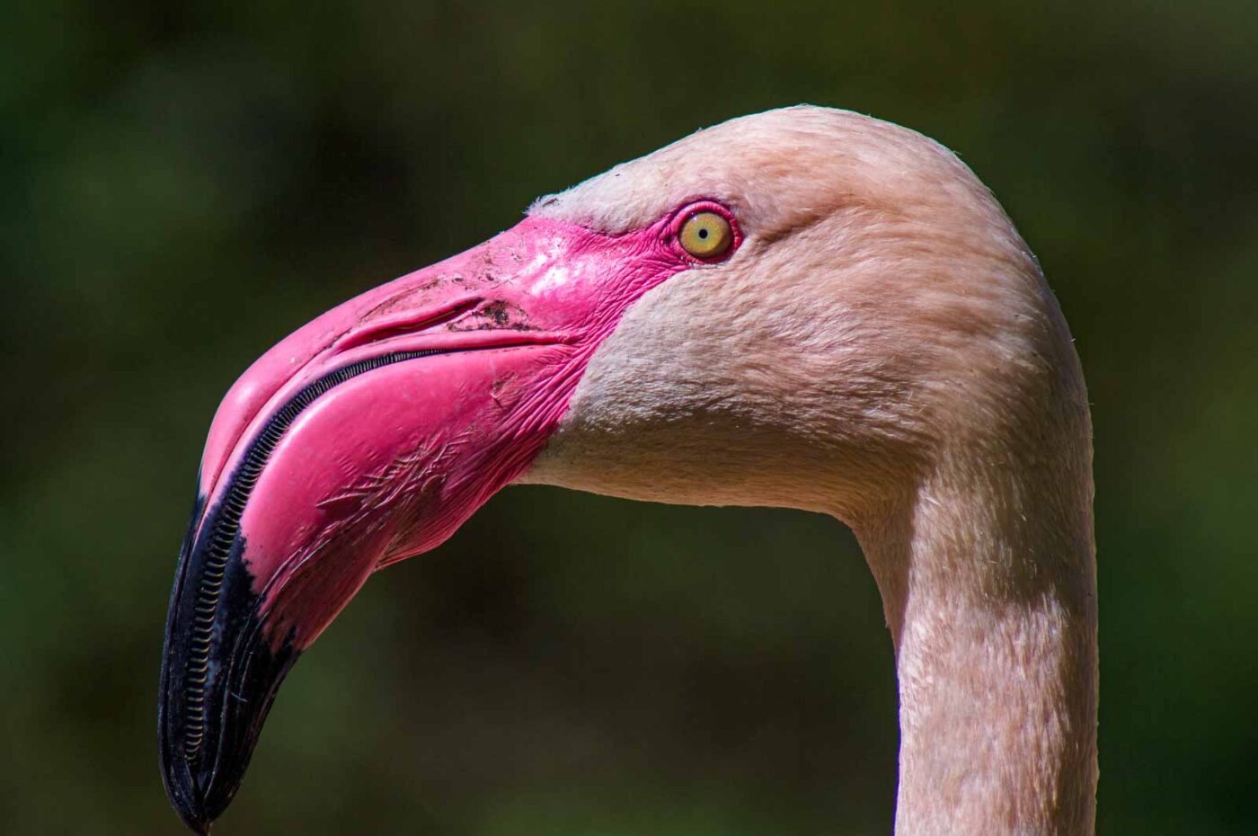 2018-04-18 - Walsrode - Vogelpark