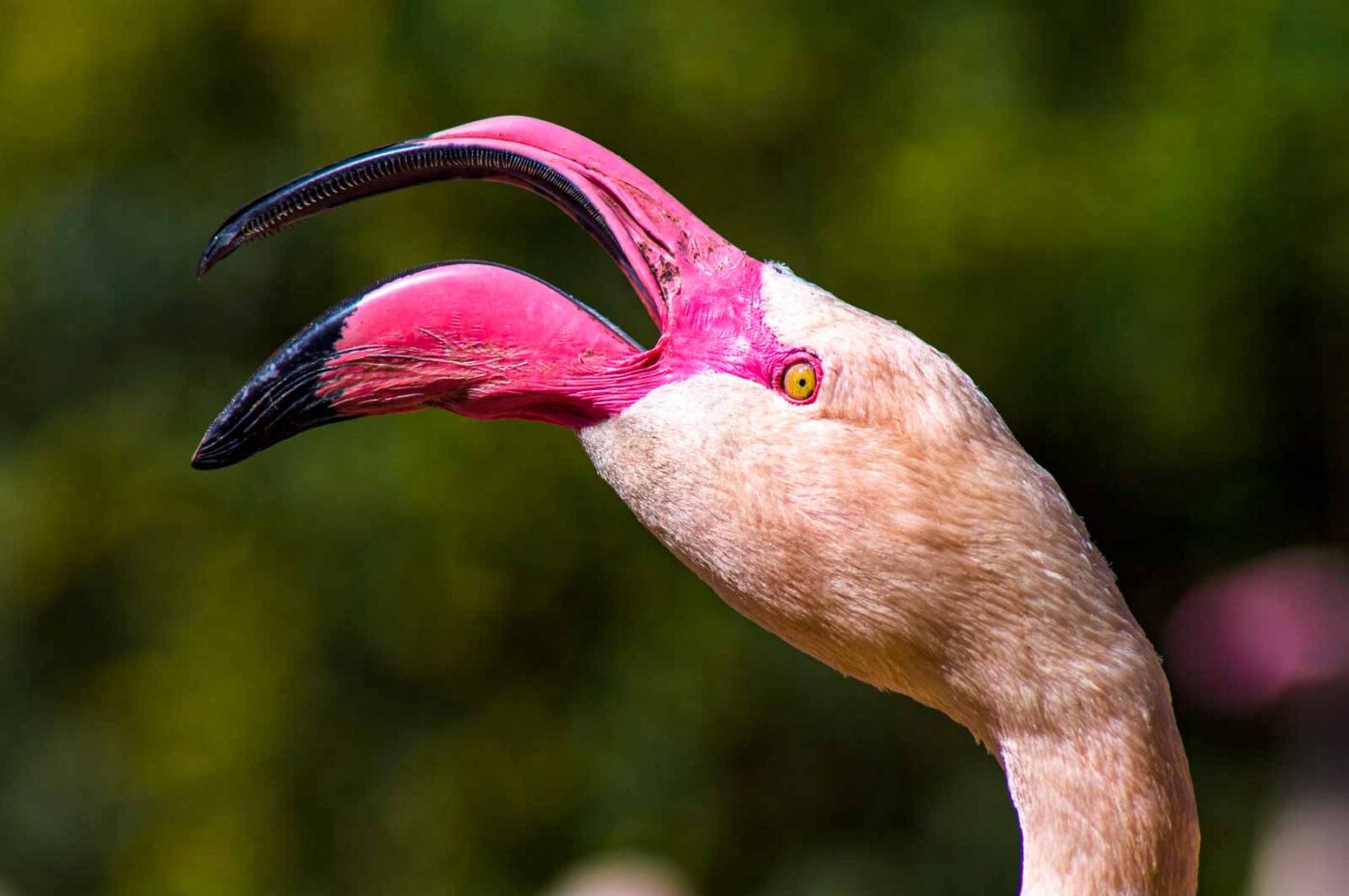 2018-04-18 - Walsrode - Vogelpark