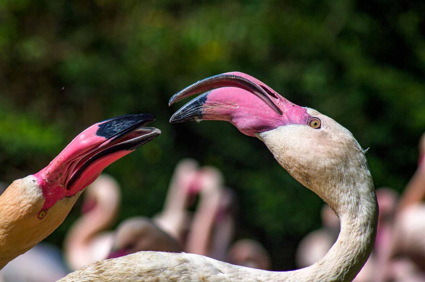 2018-04-18 - Walsrode - Vogelpark