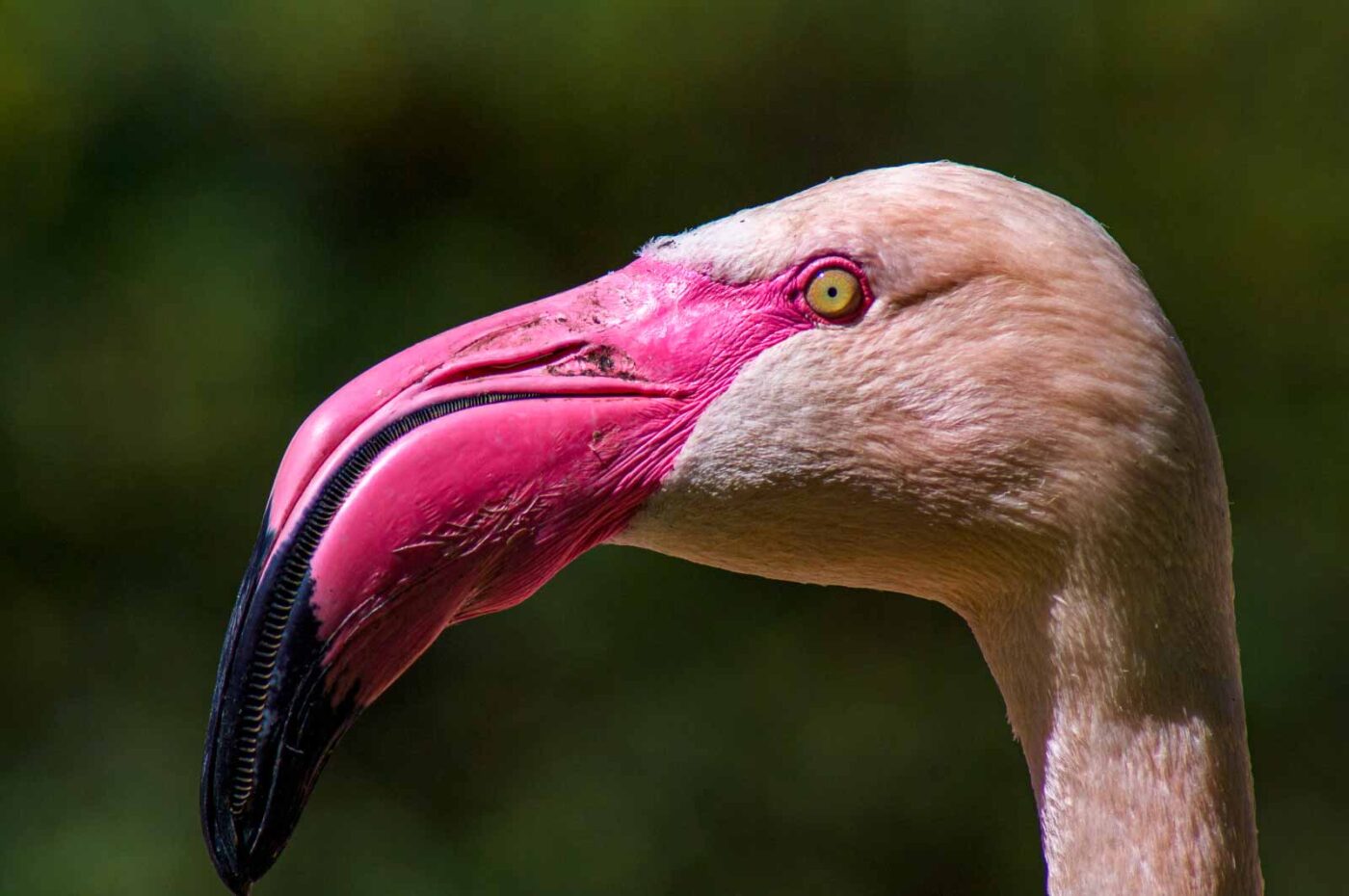 2018-04-18 - Walsrode - Vogelpark