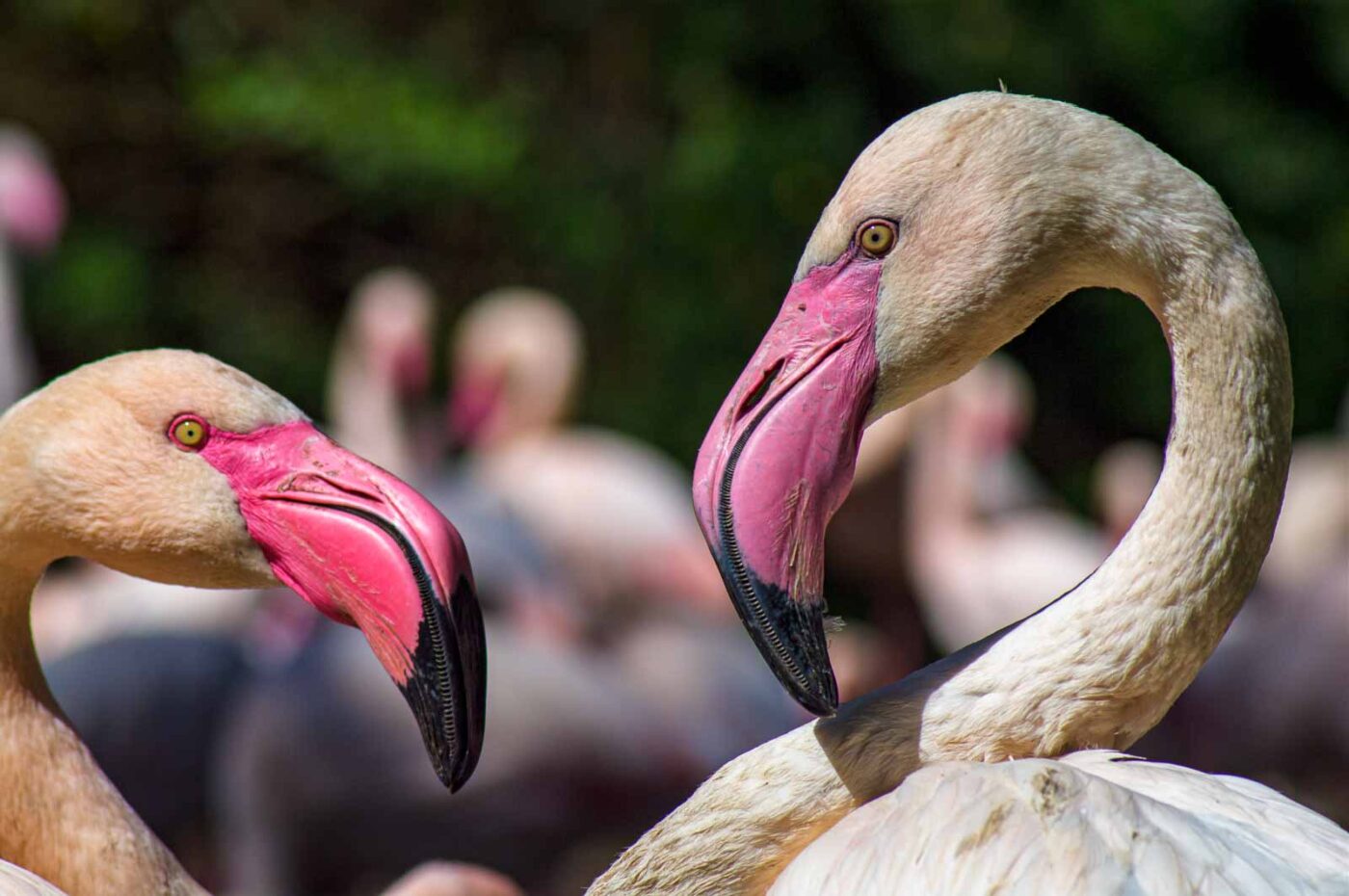 2018-04-18 - Walsrode - Vogelpark