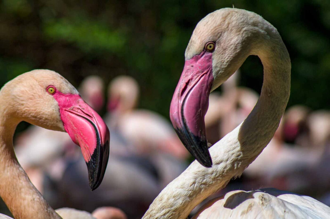 2018-04-18 - Walsrode - Vogelpark