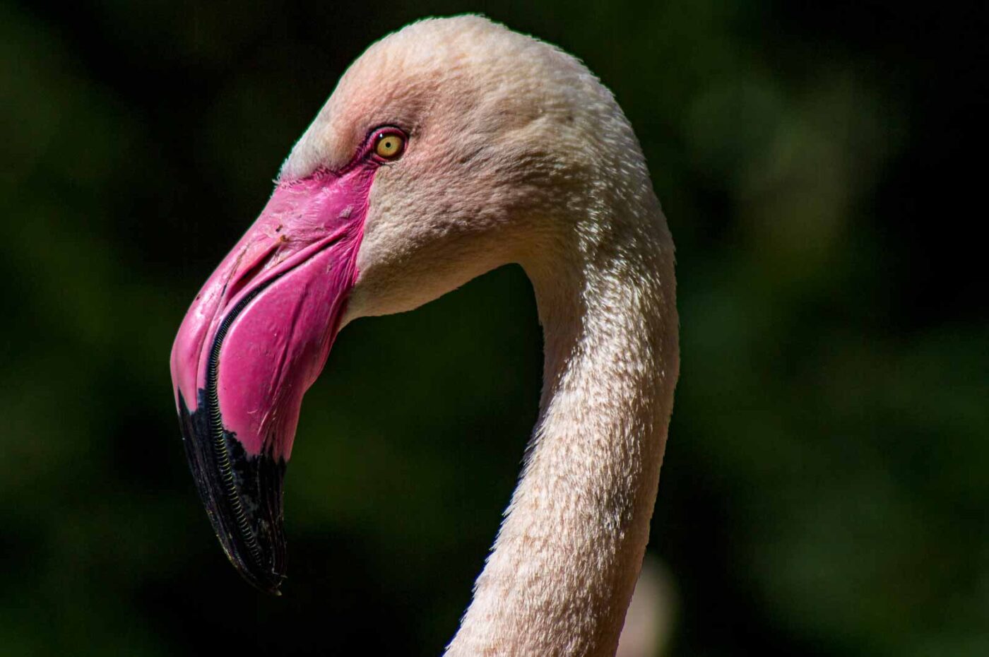 2018-04-18 - Walsrode - Vogelpark