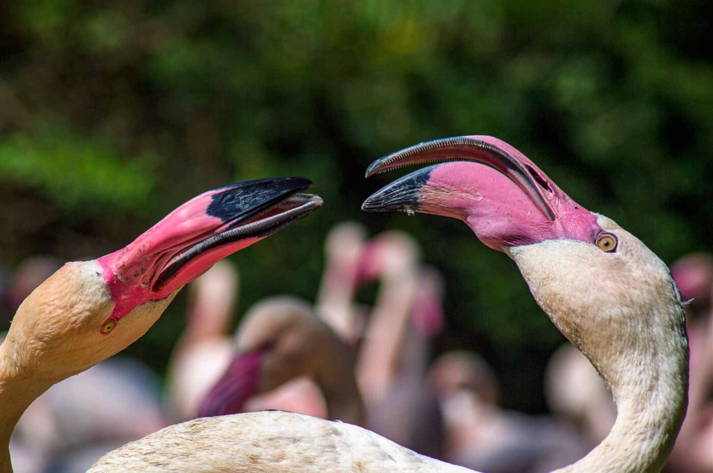 2018-04-18 - Walsrode - Vogelpark