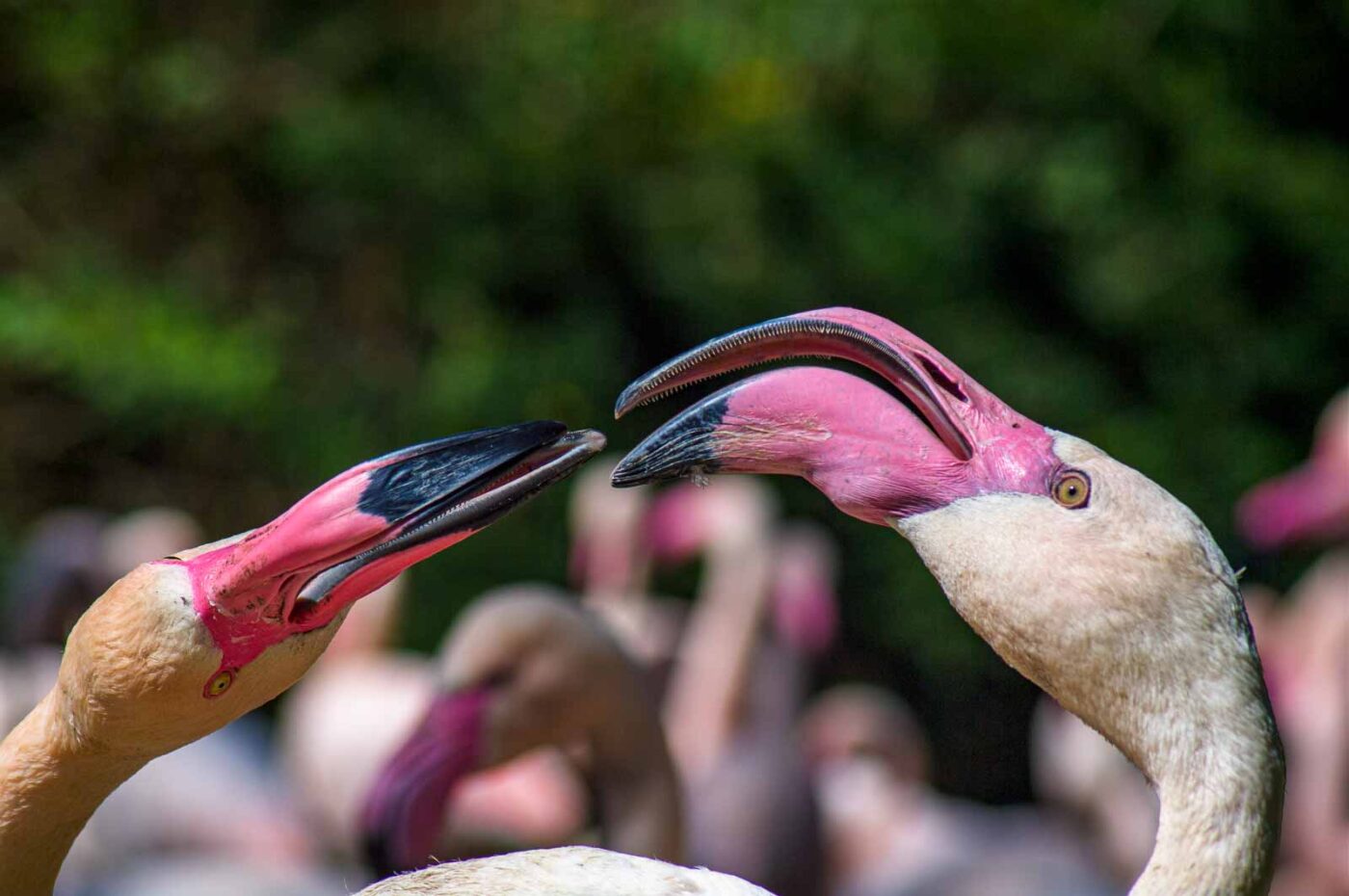 2018-04-18 - Walsrode - Vogelpark