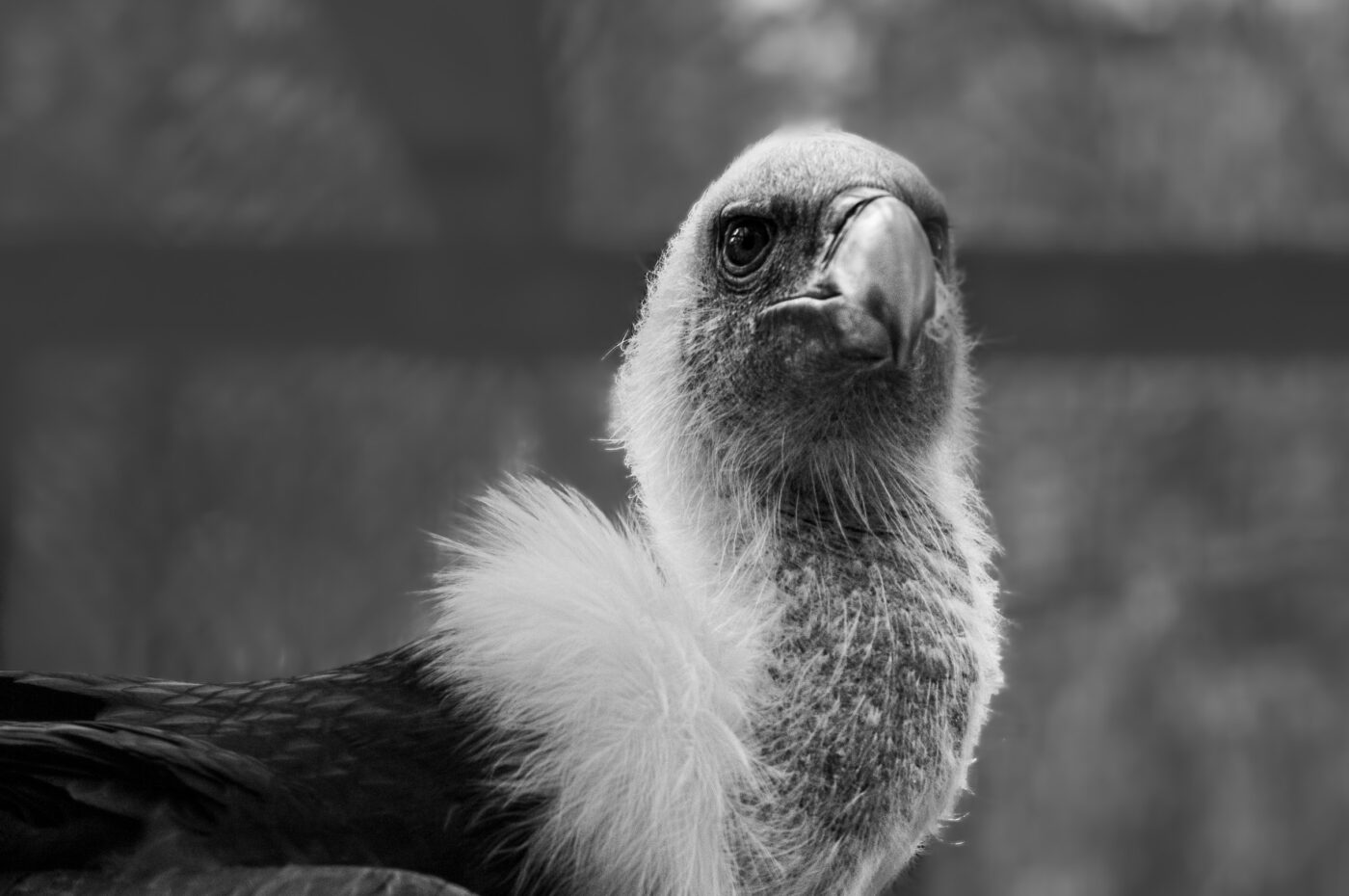 2018-04-18 - Walsrode - Vogelpark