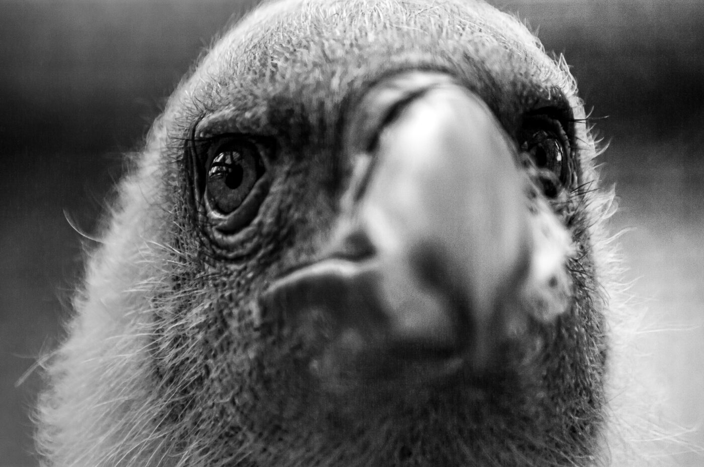 2018-04-18 - Walsrode - Vogelpark