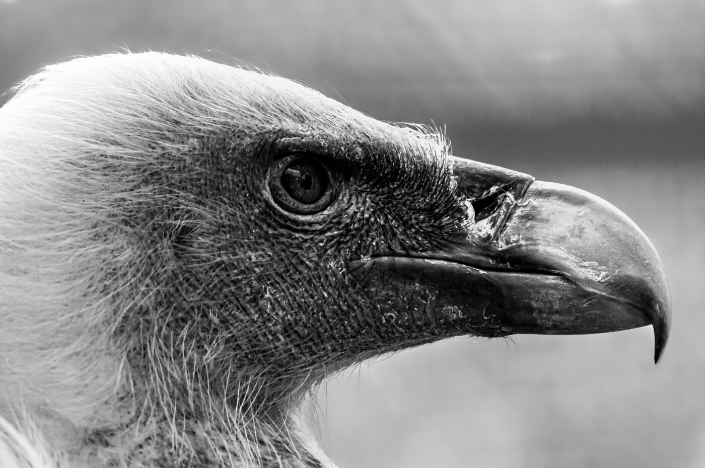 2018-04-18 - Walsrode - Vogelpark