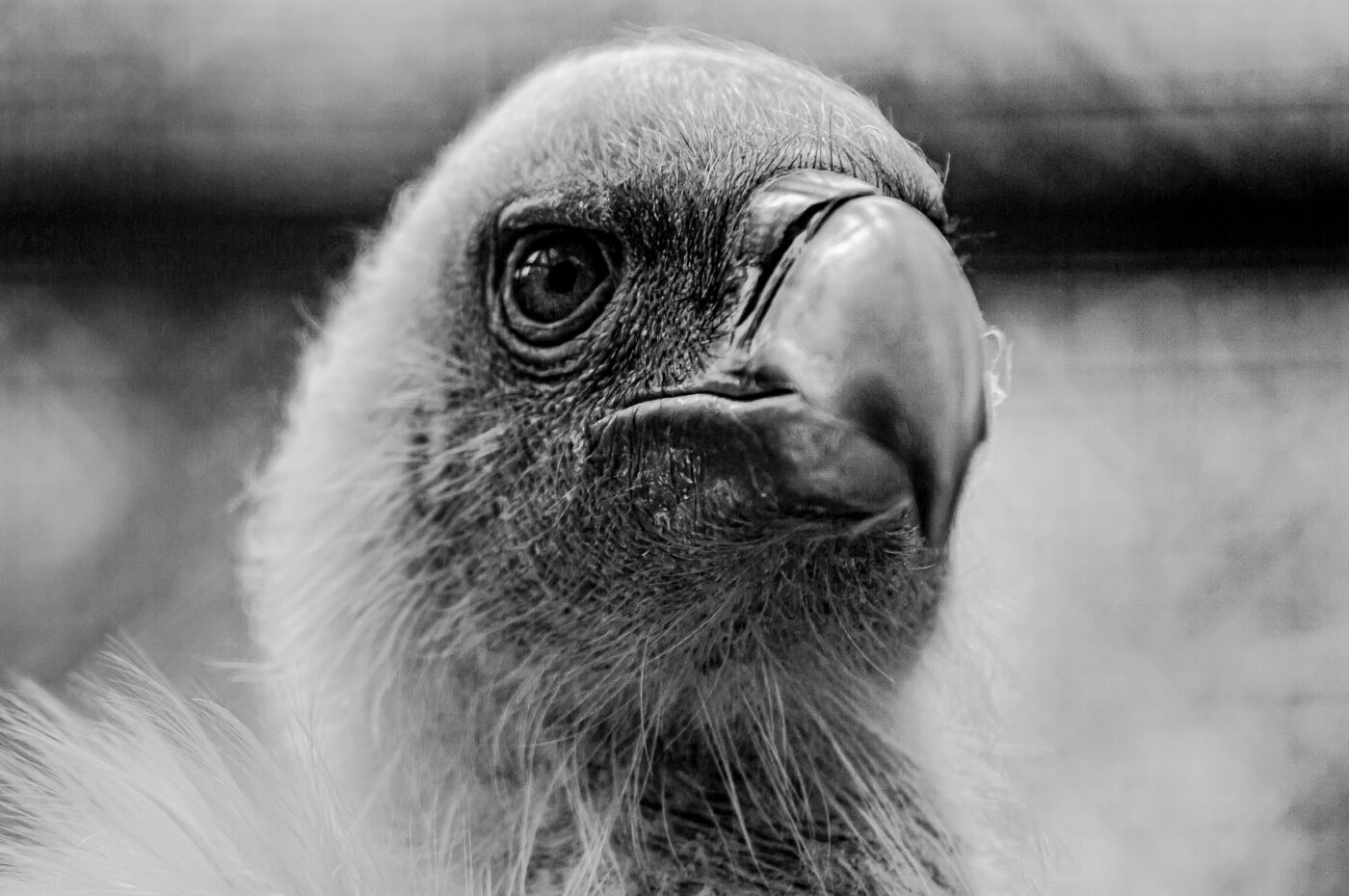 2018-04-18 - Walsrode - Vogelpark