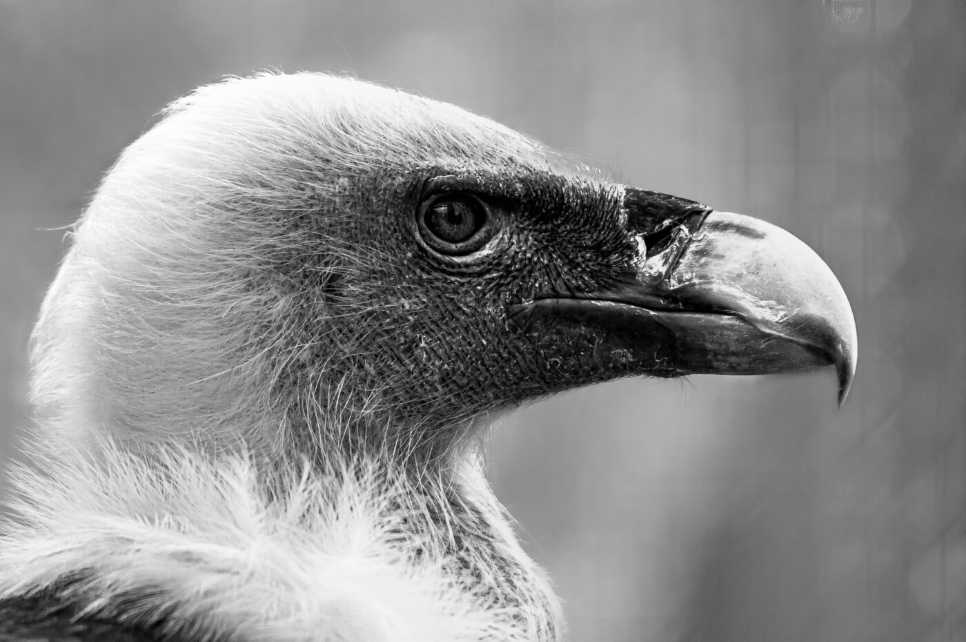 2018-04-18 - Walsrode - Vogelpark