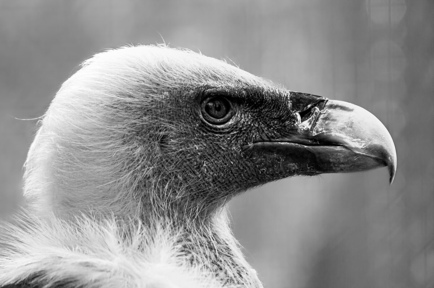 2018-04-18 - Walsrode - Vogelpark