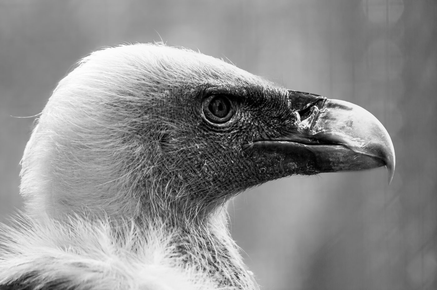 2018-04-18 - Walsrode - Vogelpark