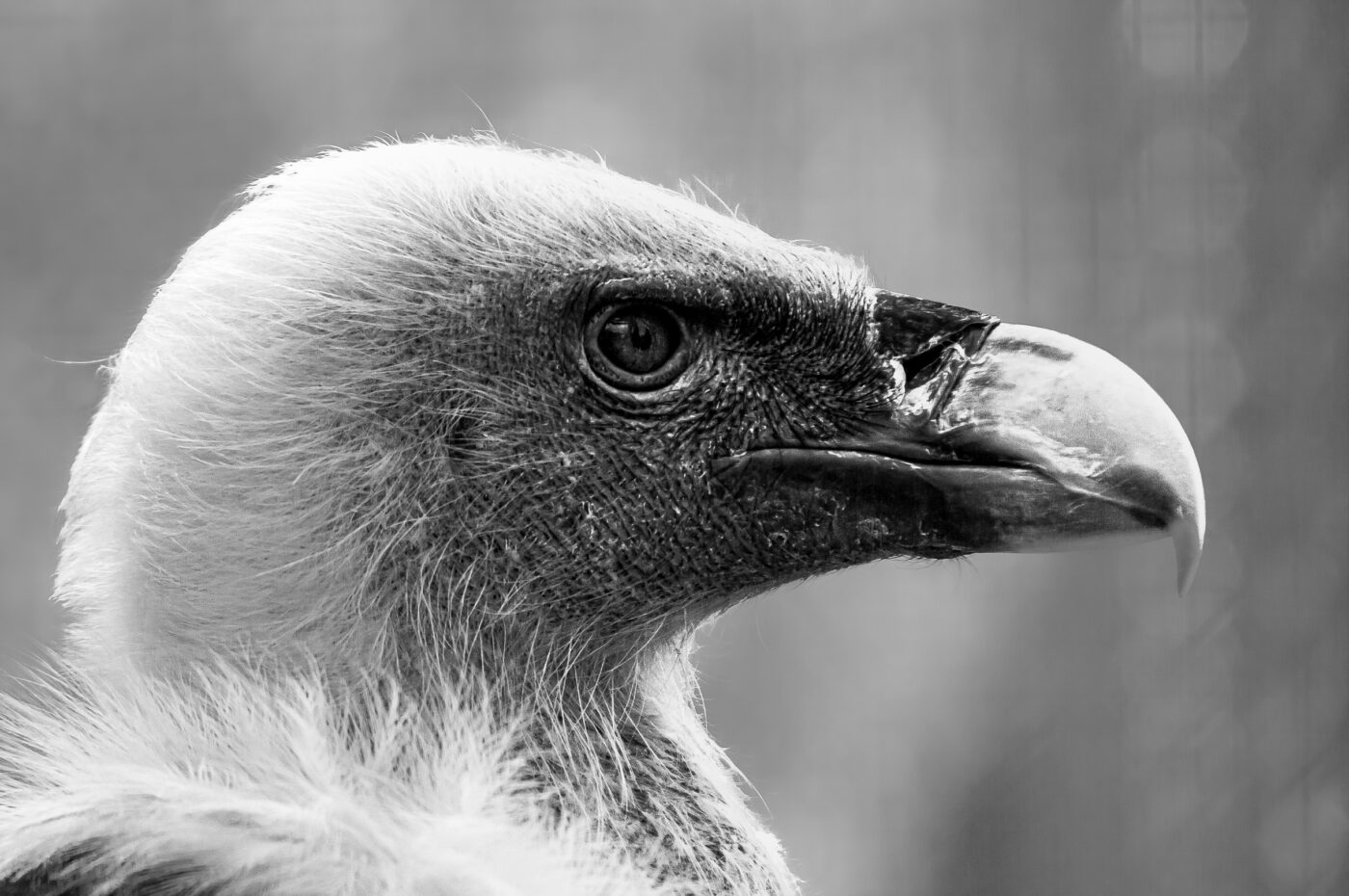 2018-04-18 - Walsrode - Vogelpark