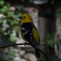 2018-04-18 - Walsrode - Vogelpark