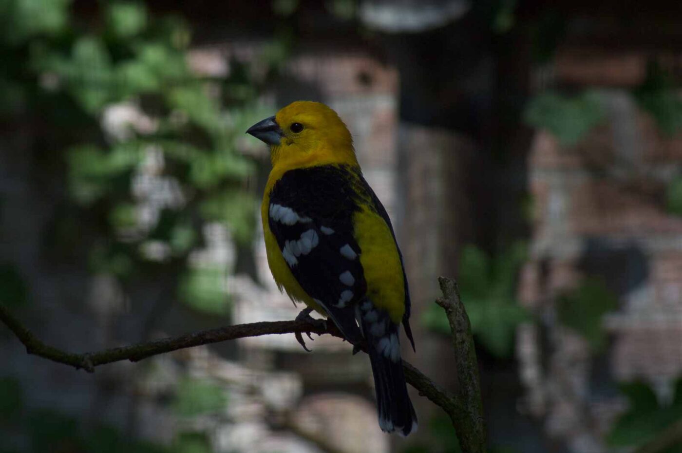 2018-04-18 - Walsrode - Vogelpark