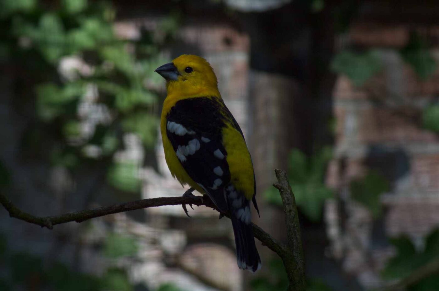 2018-04-18 - Walsrode - Vogelpark