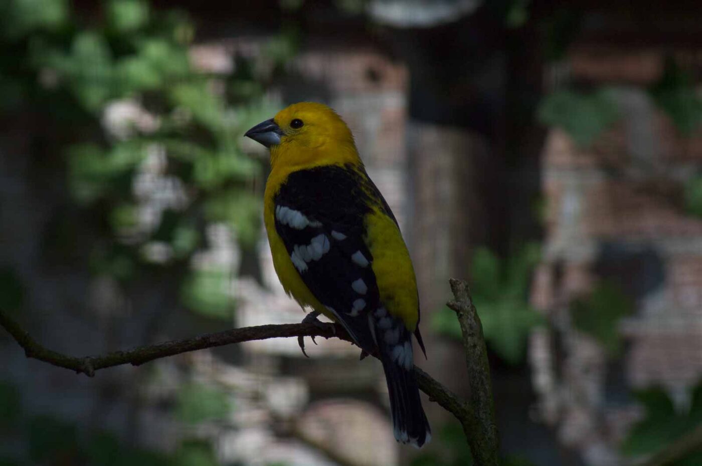 2018-04-18 - Walsrode - Vogelpark