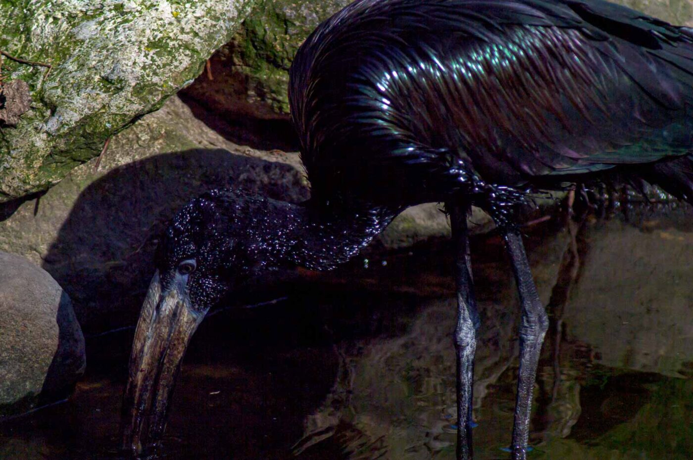 2018-04-18 - Walsrode - Vogelpark