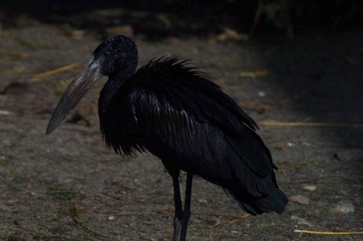 2018-04-18 - Walsrode - Vogelpark