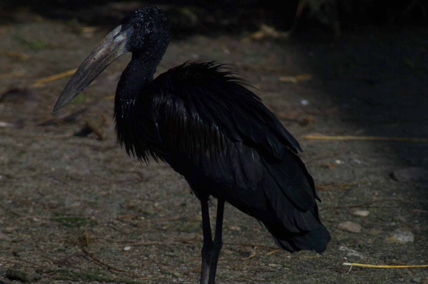 2018-04-18 - Walsrode - Vogelpark